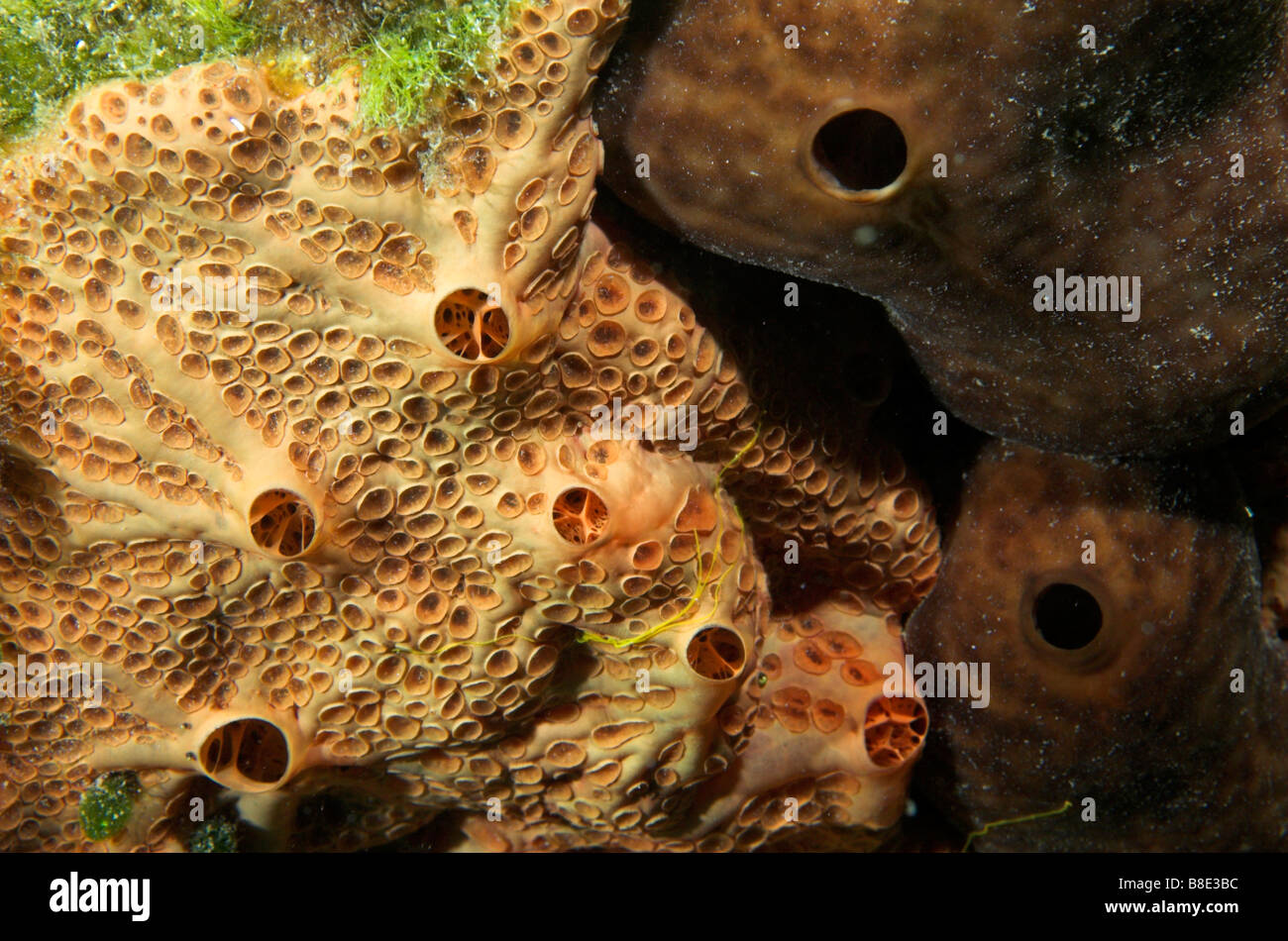 L sponge hi-res stock photography and images - Page 3 - Alamy