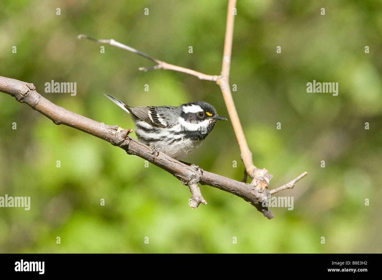 Black-throated Gray Warbler Stock Photo