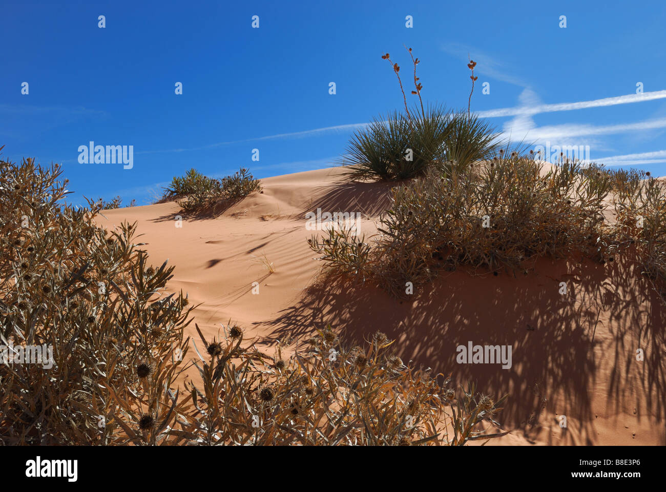 Desert vegetation along dune at Coral Pink sand dunes state park Utah Stock Photo