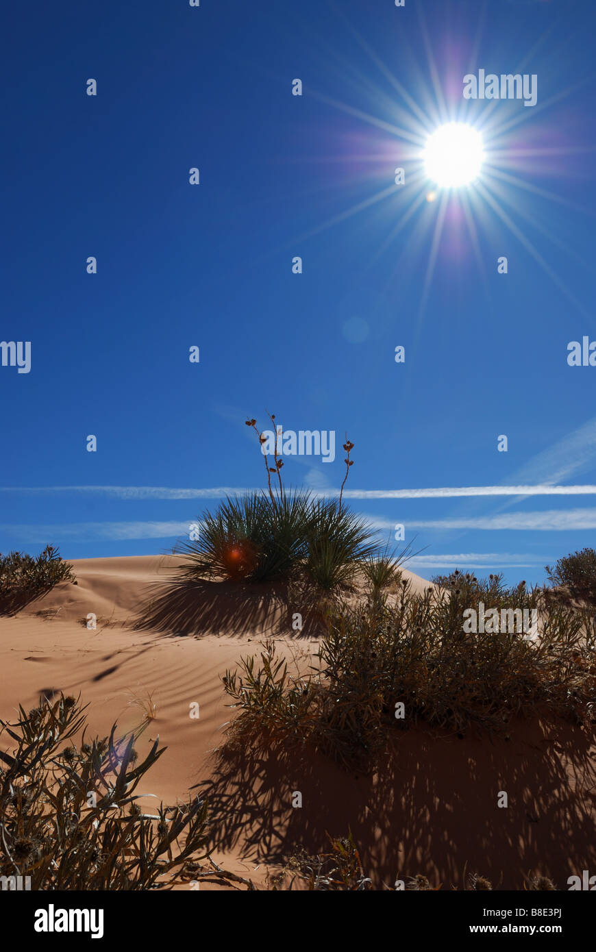 Desert vegetation and sunburst along dune at Coral Pink sand dunes state park Utah Stock Photo