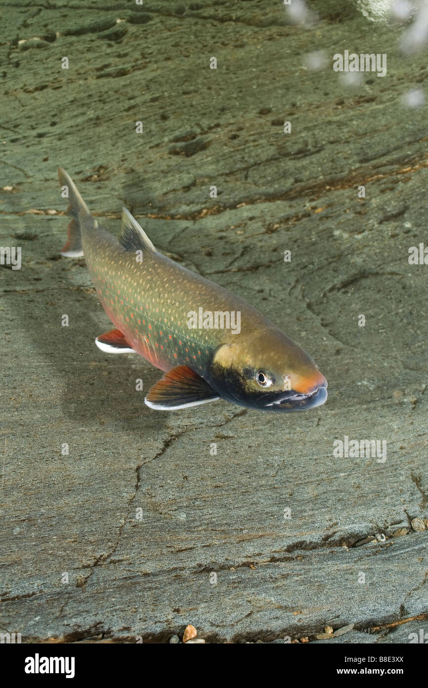 Dolly Varden Salvelinus malma in spawning coloration Trout Juneau