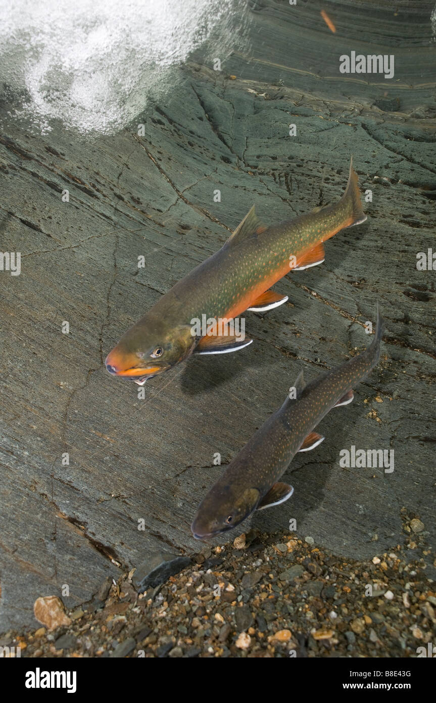 Dolly Varden Salvelinus malma in spawning coloration Trout Juneau