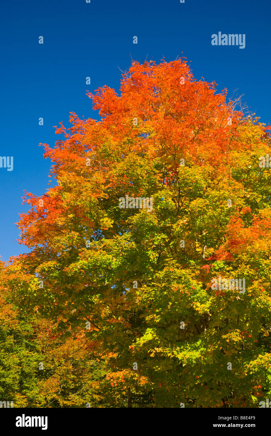 Fall foliage color along the Kancamagus Highway in New Hampshire USA Stock Photo - Alamy