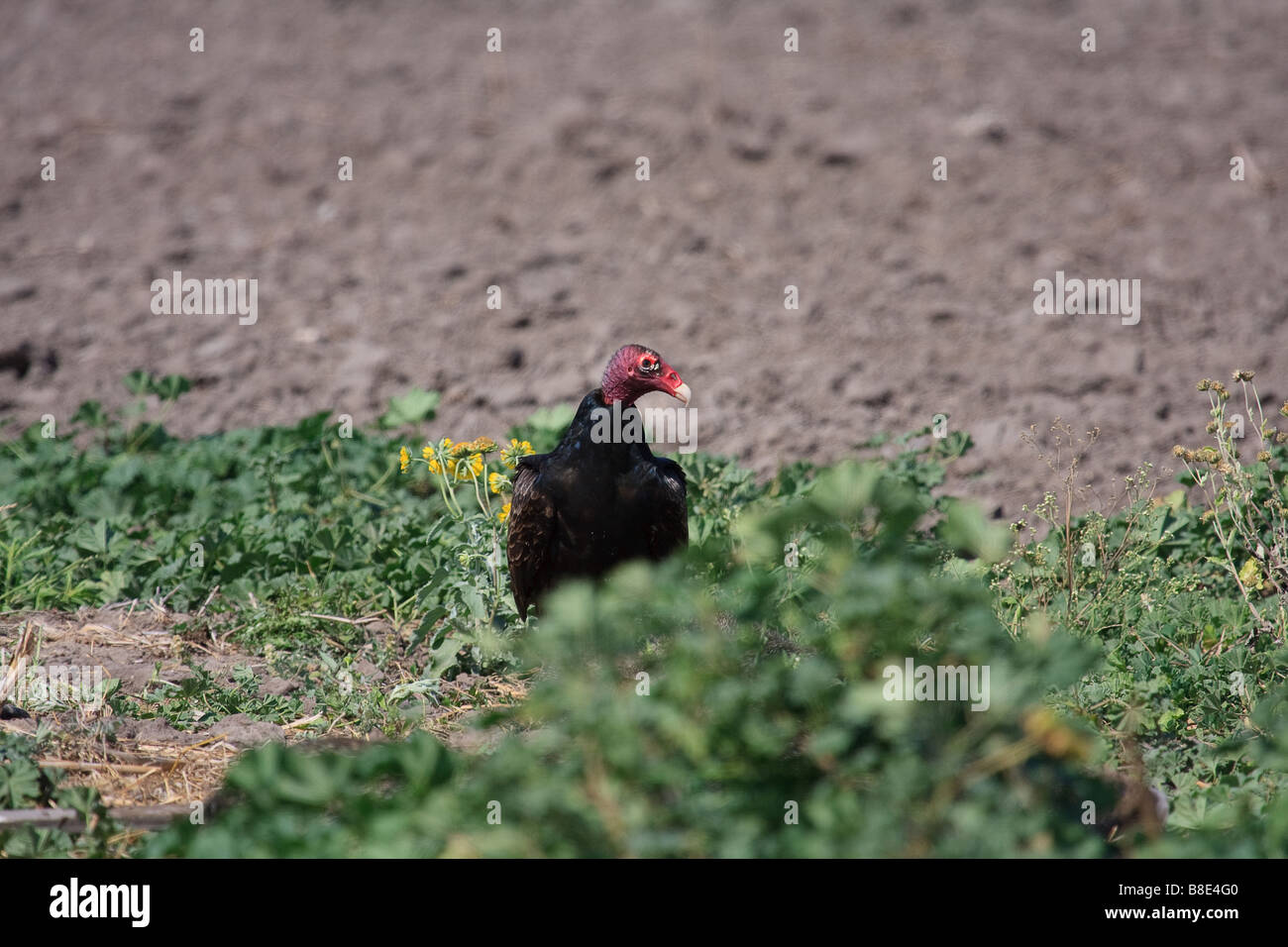 Turkey Buzzard eating roadkill. Stock Photo