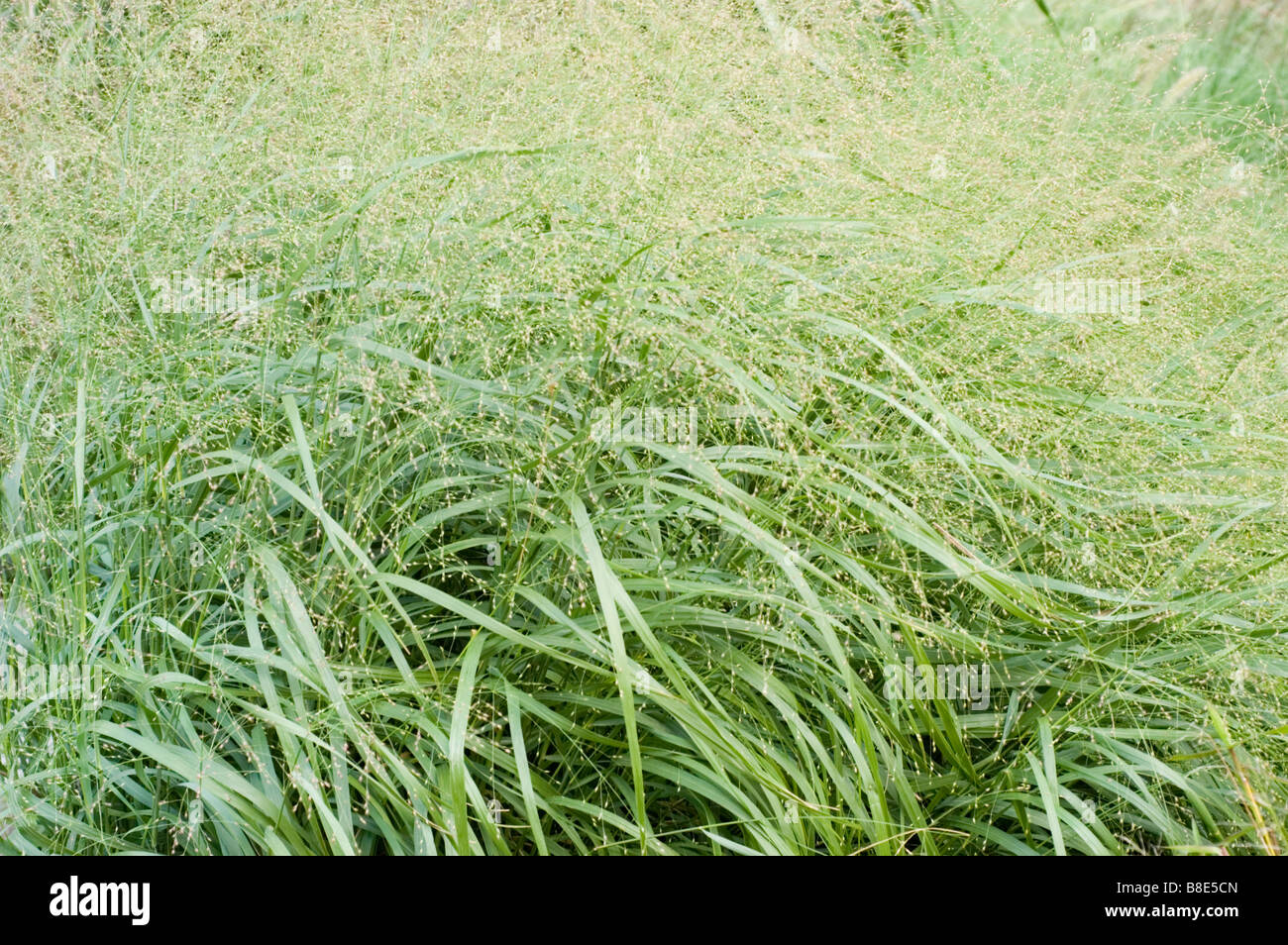 Switchgrass hires stock photography and images Alamy