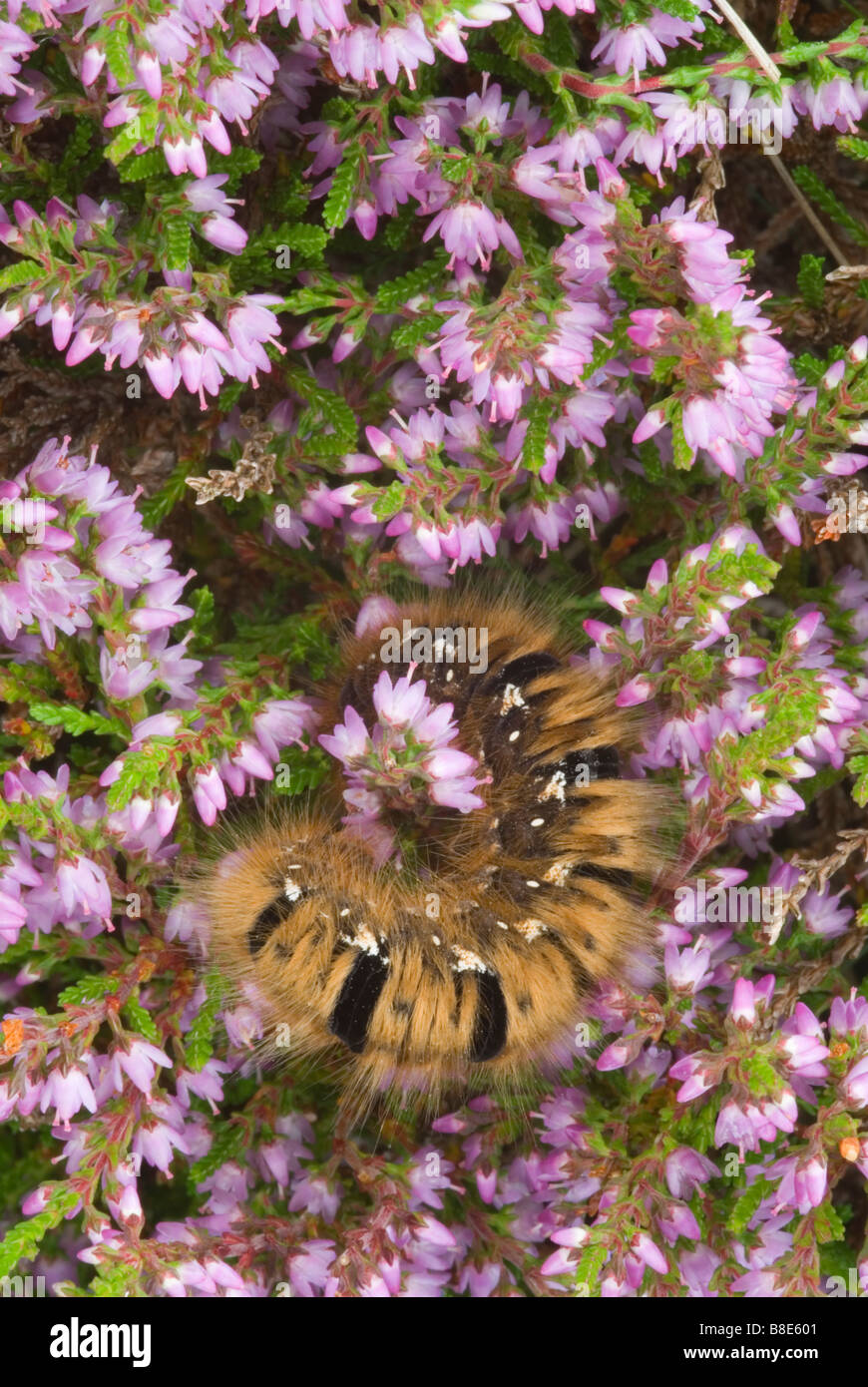 Larva caterpillar of Northern Egger Moth Lasiocampa quercus callunae on Heather Ling calluna vulgaris larval foodplant Scotland Stock Photo
