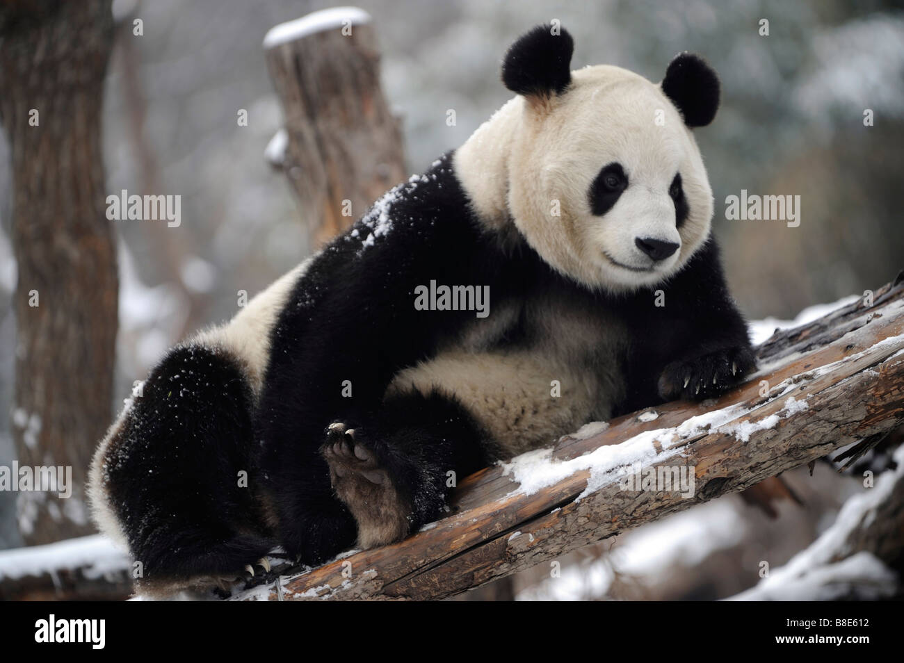 A giant panda at the Beijing Zoo. 19-Feb-2009 Stock Photo