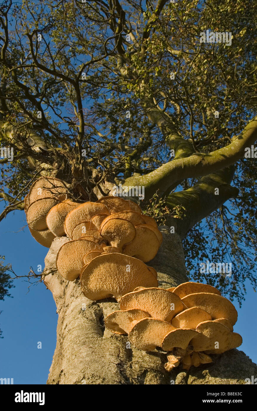 Dryads saddle Polyporus squamosus fungus on Beech Fagus sylvatica tree South Lanarkshire Scotland Stock Photo