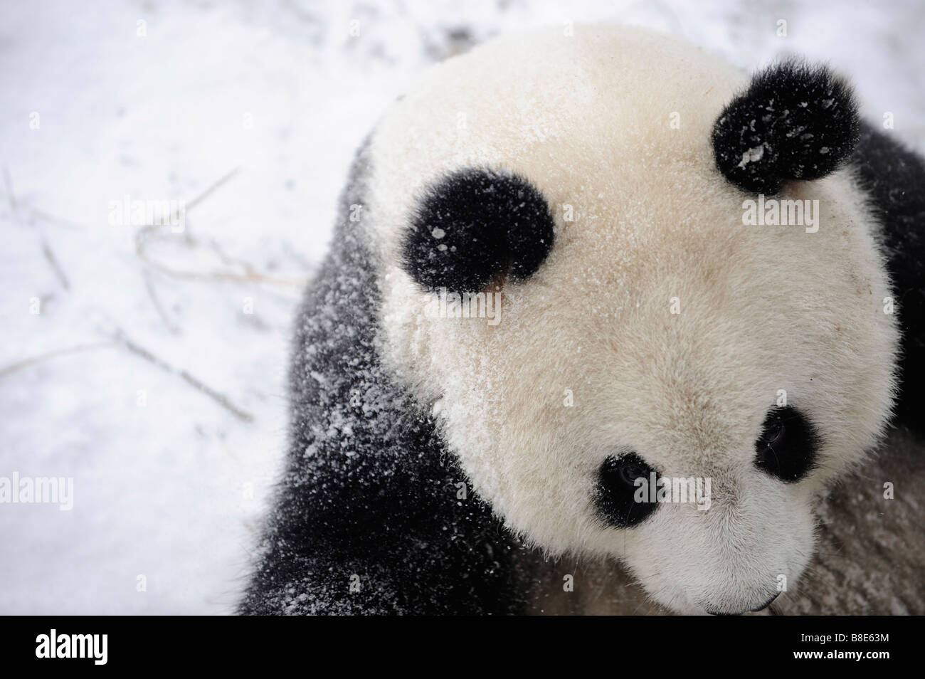 A giant panda at the Beijing Zoo. 19-Feb-2009 Stock Photo