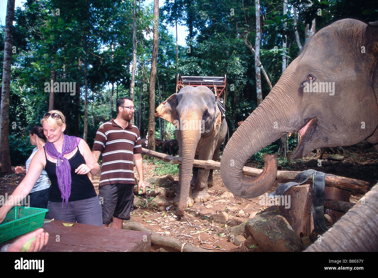 Tourists feed elephants at an elephant camp in Thailand Stock Photo Alamy