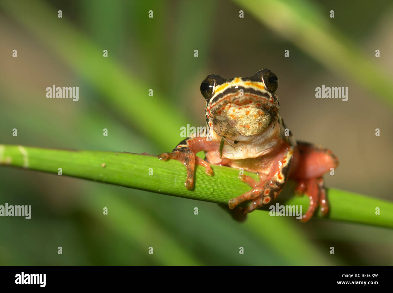 Painted Reed Frog looking at the camera. Pongola, Kwazulu Natal Province, South Africa Stock Photo