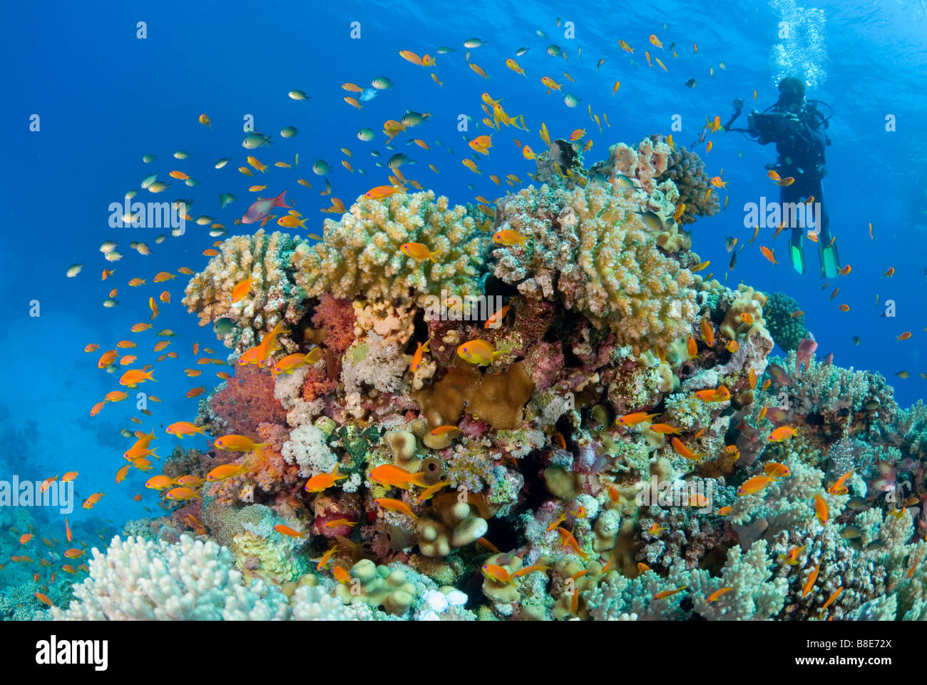Underwater camera capturing pulsing life of the coral reef. Marsa Alam, Egypt Stock Photo
