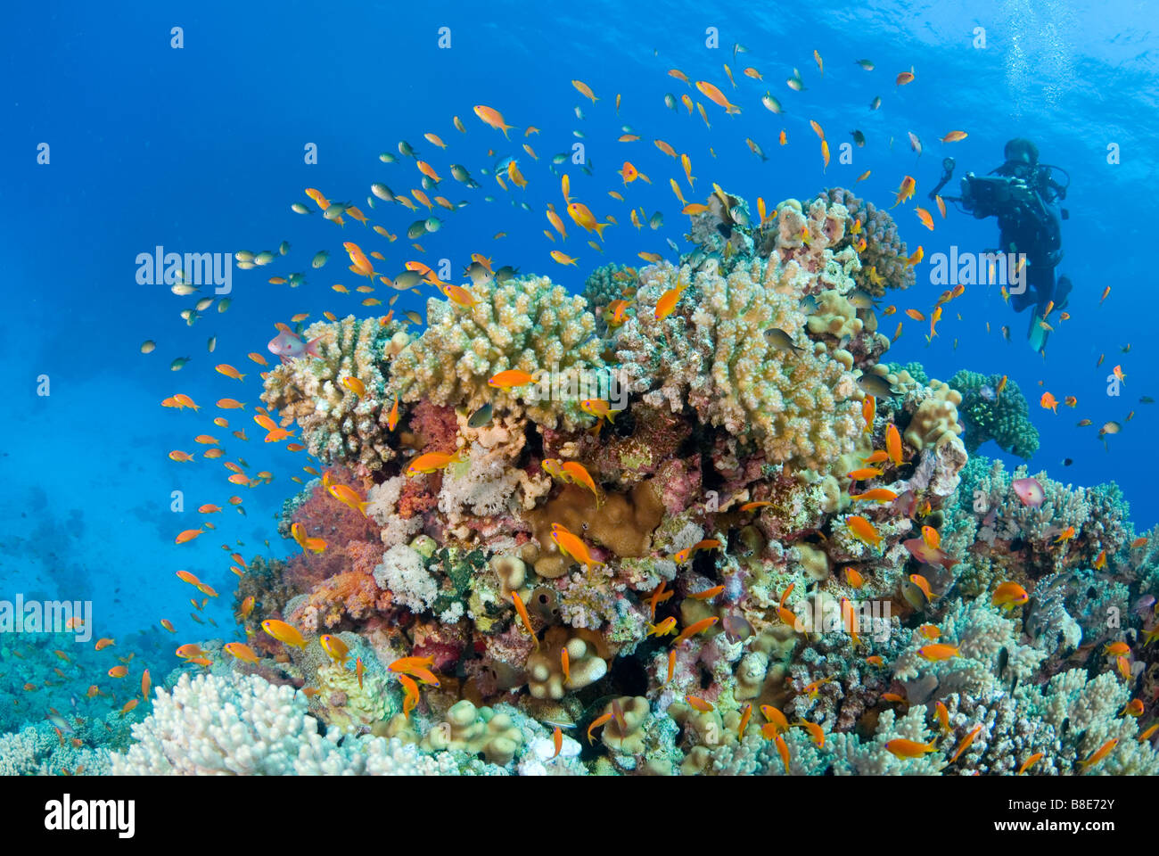 Underwater camera capturing pulsing life of the coral reef. Marsa Alam, Egypt Stock Photo