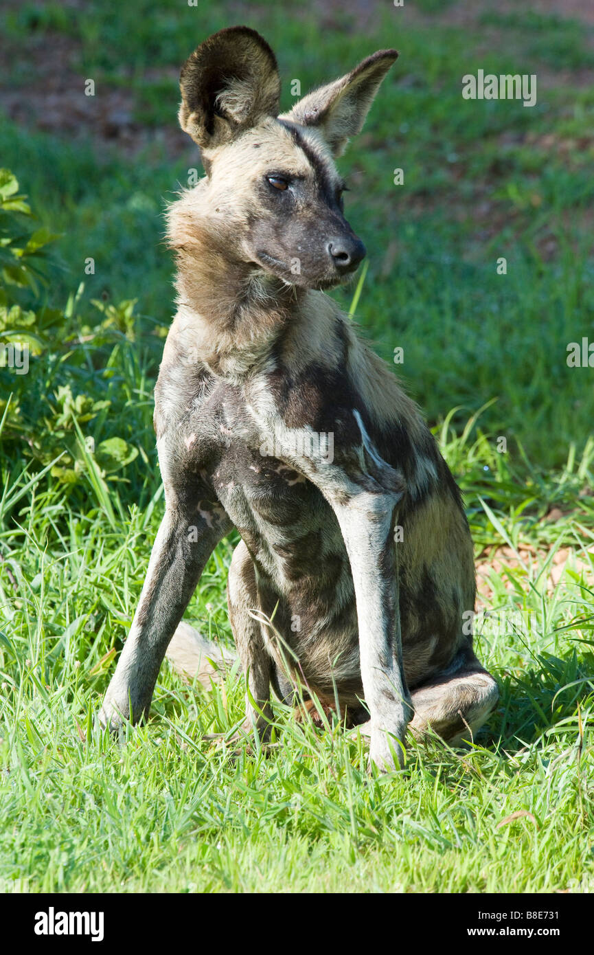african wild dog in zambia Stock Photo