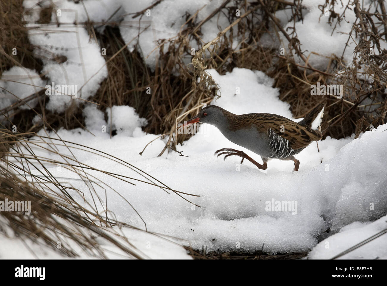Water rail Aquaticus rallus bird running over snow Photographed on Millington pond The Wolds East Yorkshire UK Stock Photo