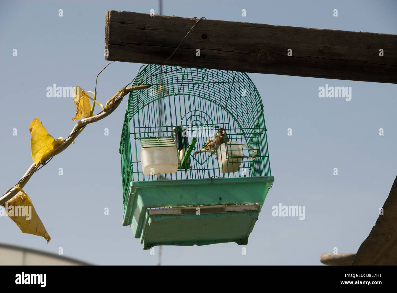 Shoka village near Rafah Birdcage with goldfinch Stock Photo