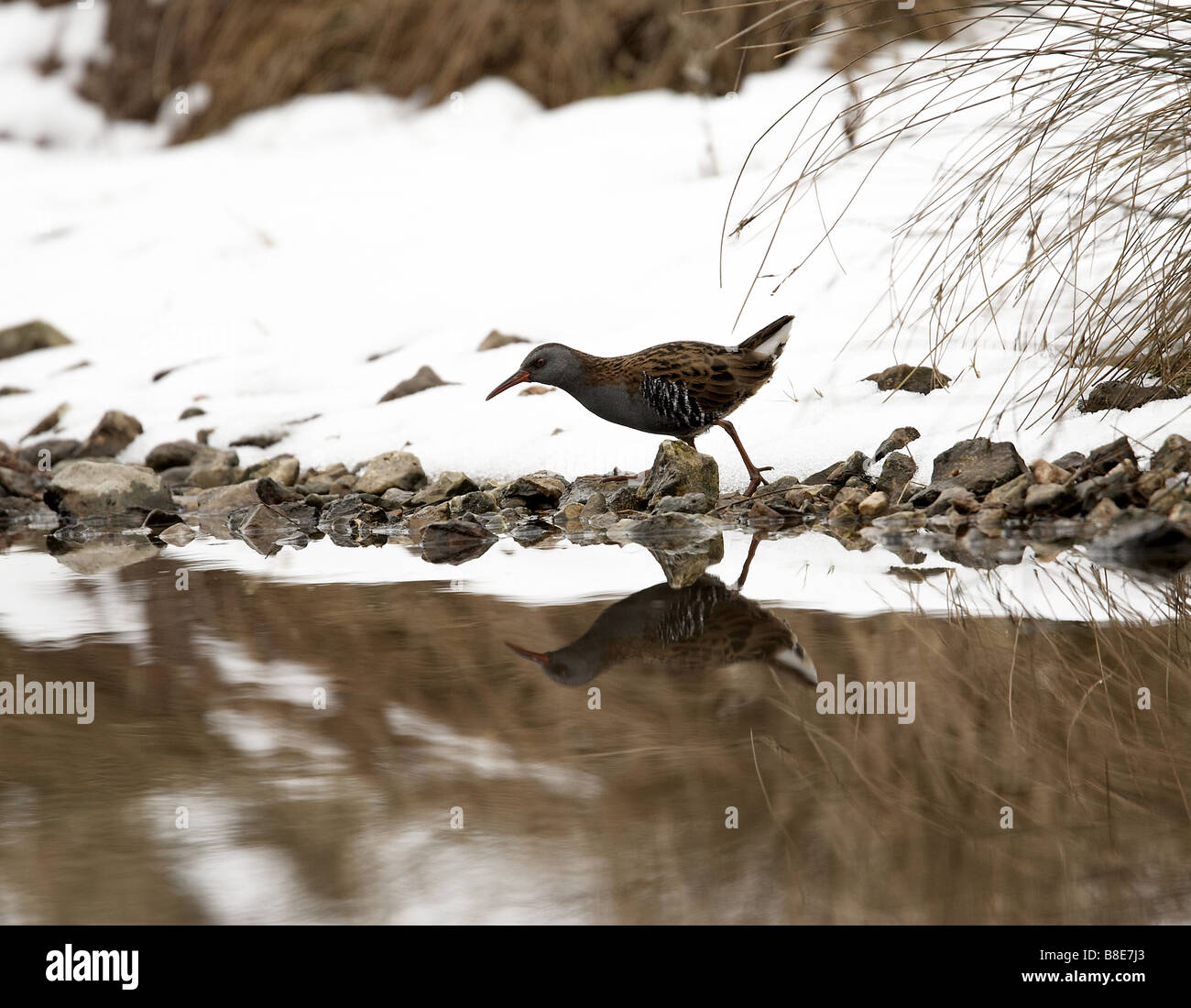 Water rail Aquaticus rallus bird Photographed on Millington pond The Wolds East Yorkshire UK Stock Photo