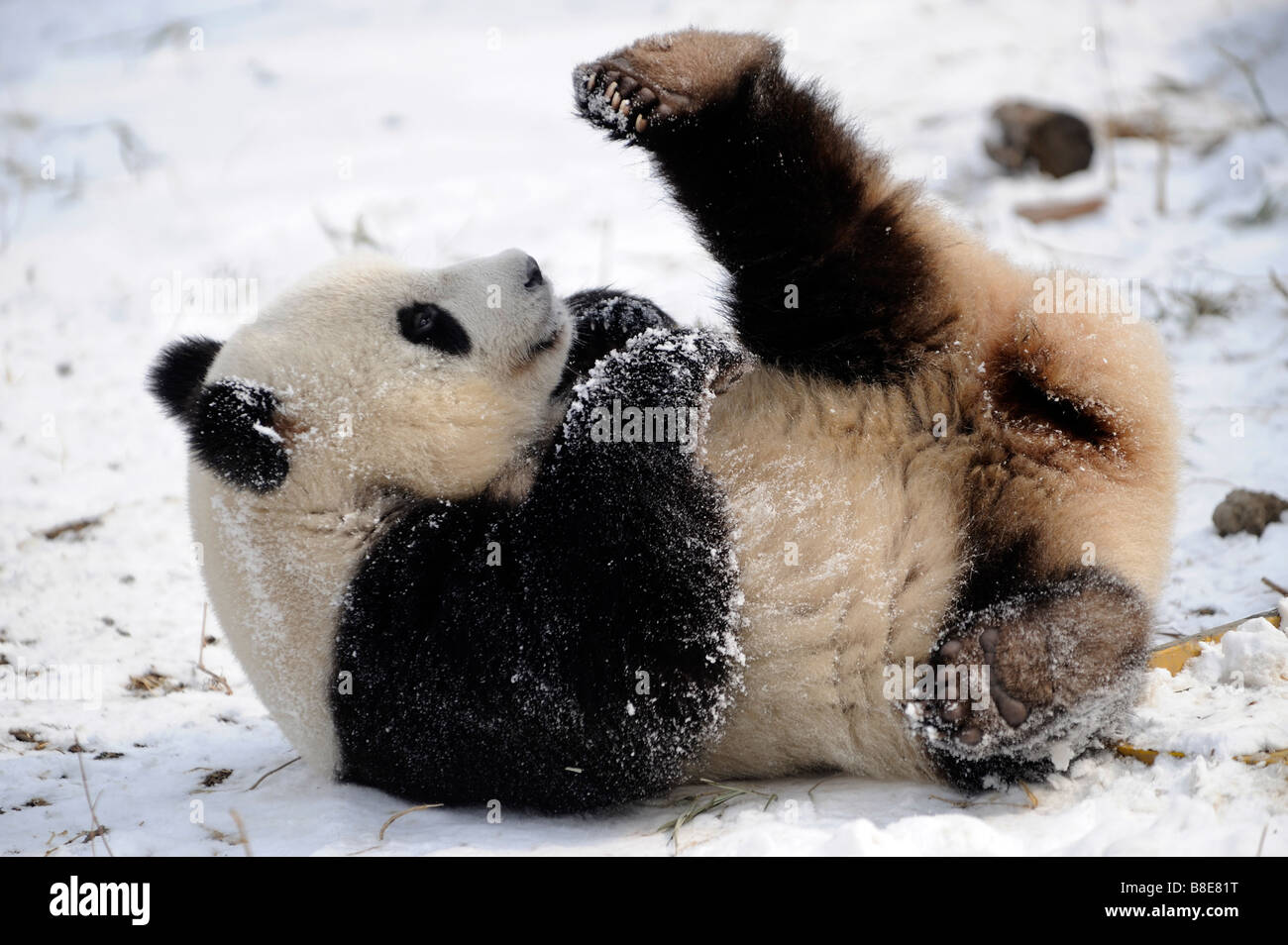 A giant panda at Beijing Zoo. 19-Feb-2009 Stock Photo