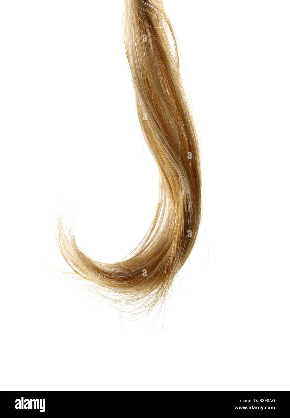 Curl of blond human Hair Stock Photo