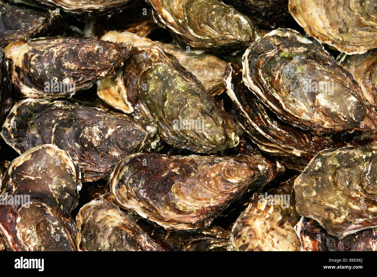 oyster in a market shop Stock Photo Alamy