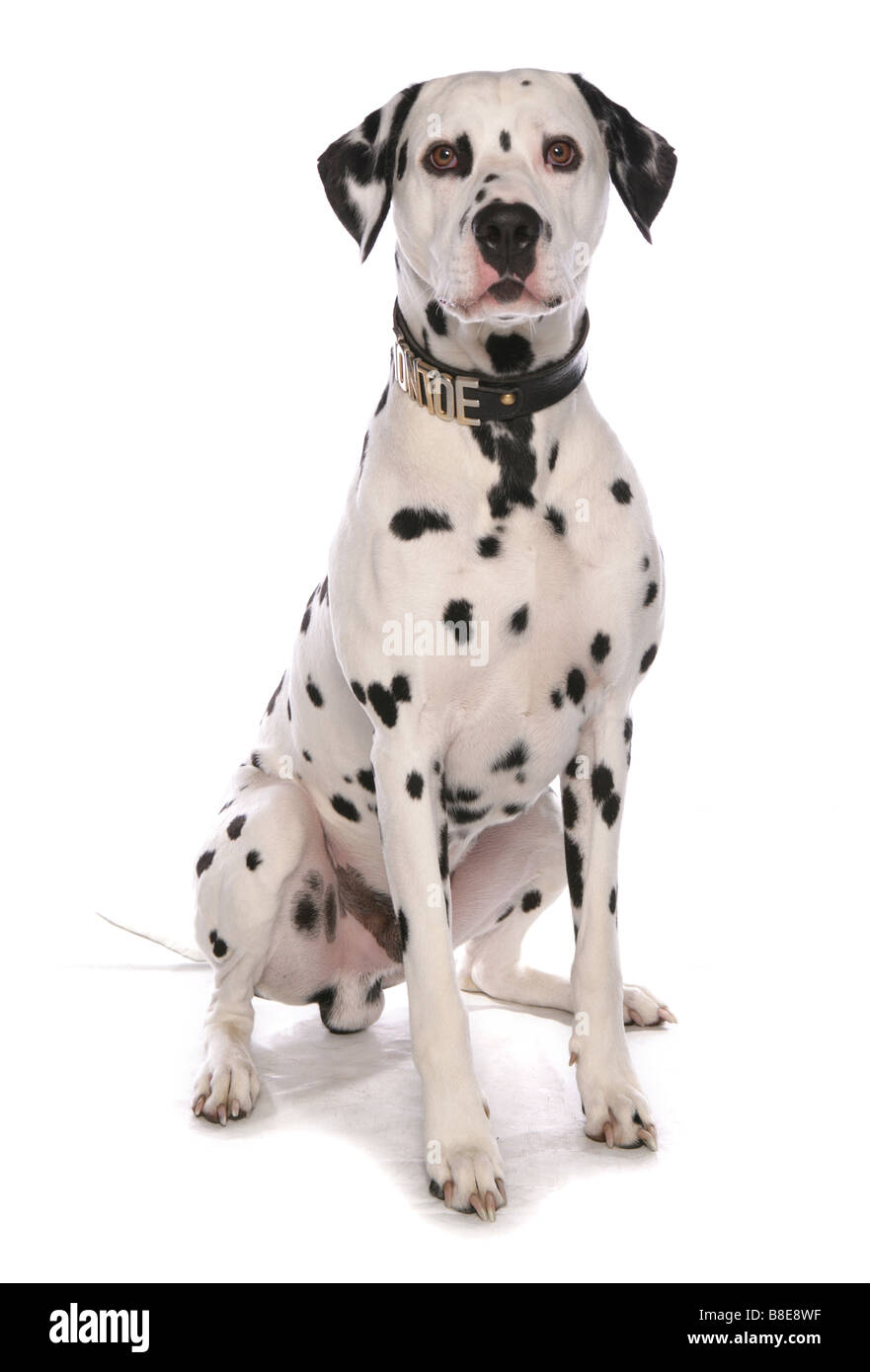 Dalmatian Dog