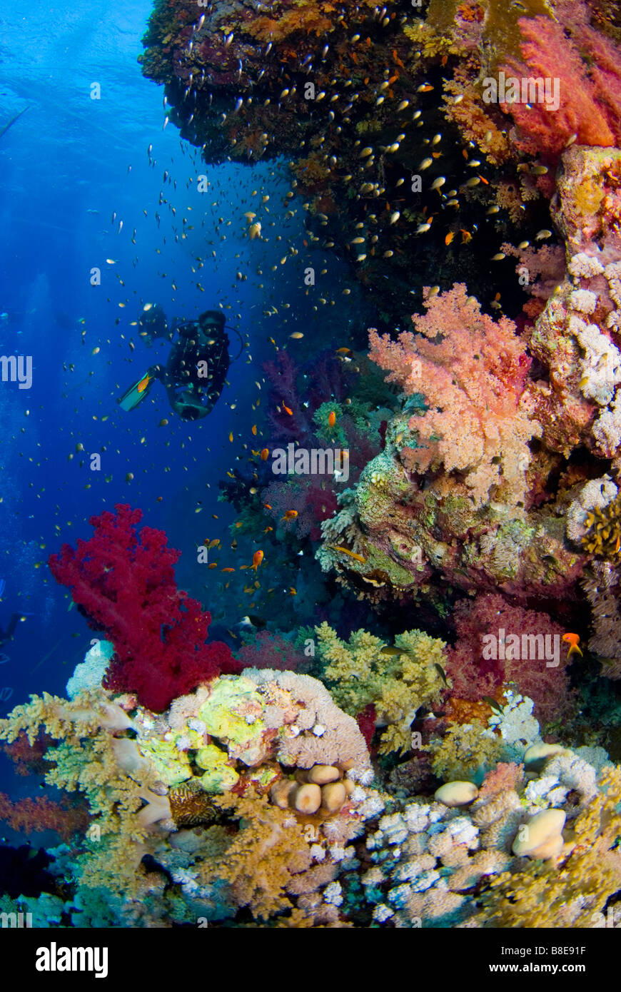 Scuba diver and coral reef around Brother Islands, Red Sea. Stock Photo