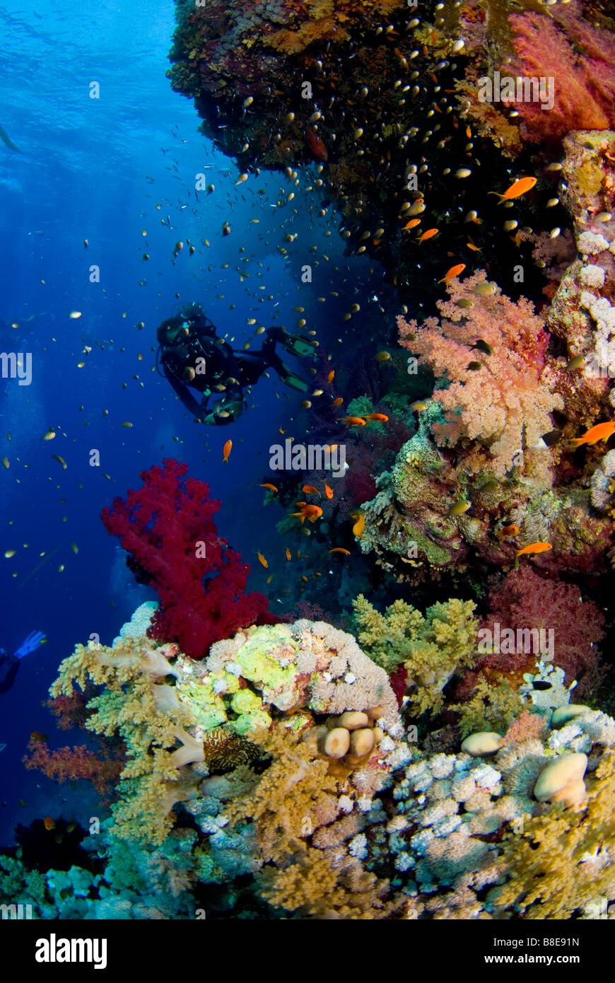 Scuba diver and coral reef around Brother Islands, Red Sea. Stock Photo