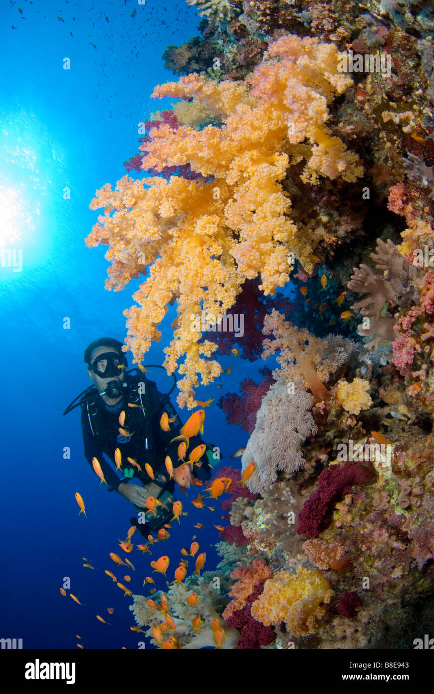 Scuba diver swimming along steep walls of Big Brother, Brother Islands