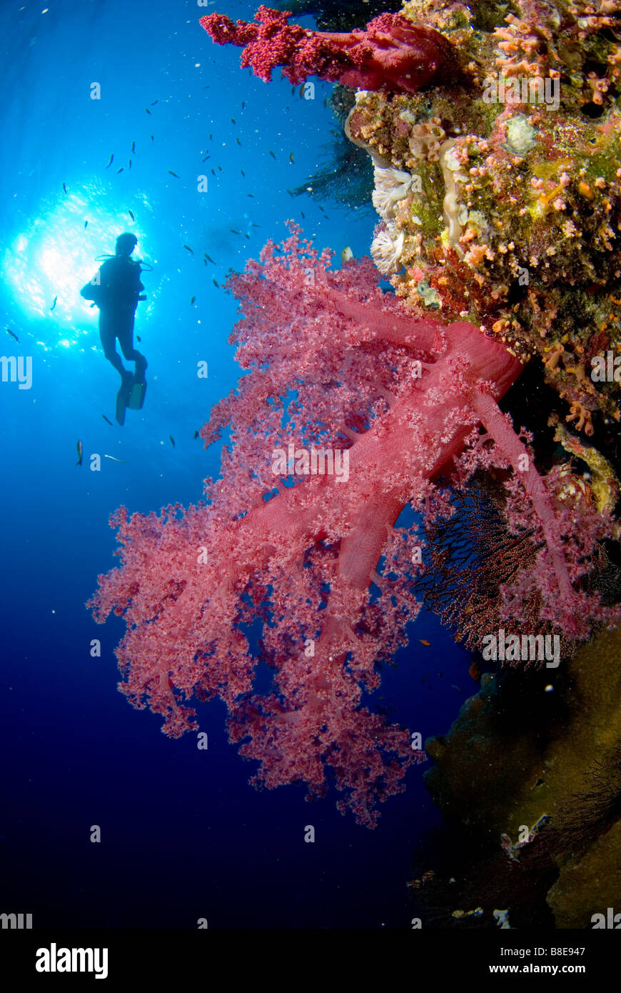 Scuba diver swimming along steep walls of Big Brother, Brother Islands