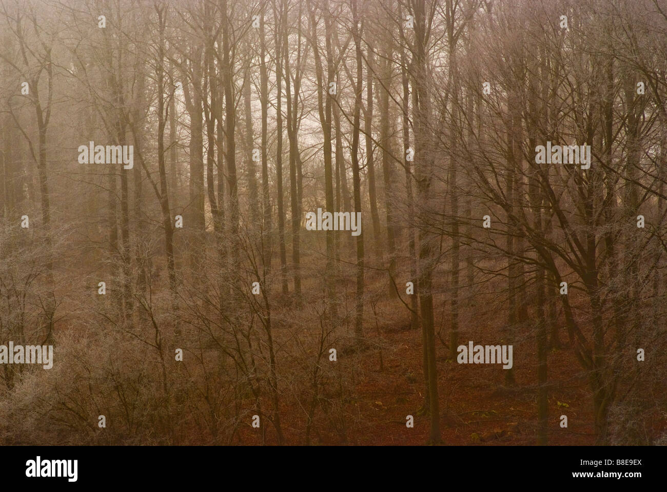 Beautiful morning in the woods hi-res stock photography and images - Alamy