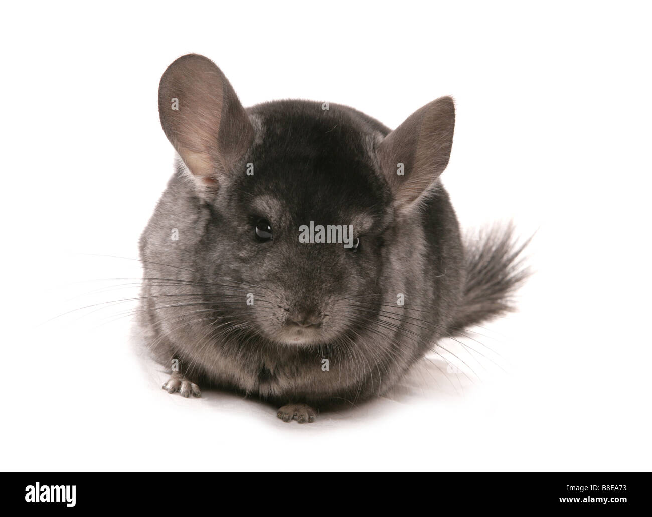 Dark chinchilla best sale