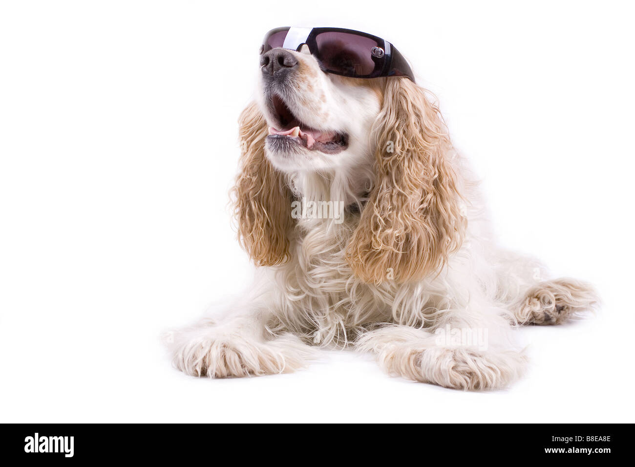 cute dog on a white background wearing sun glasses Stock Photo - Alamy