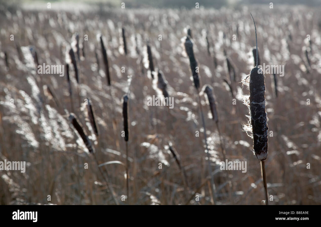 bulrushes blowing in the breeze somerset Stock Photo