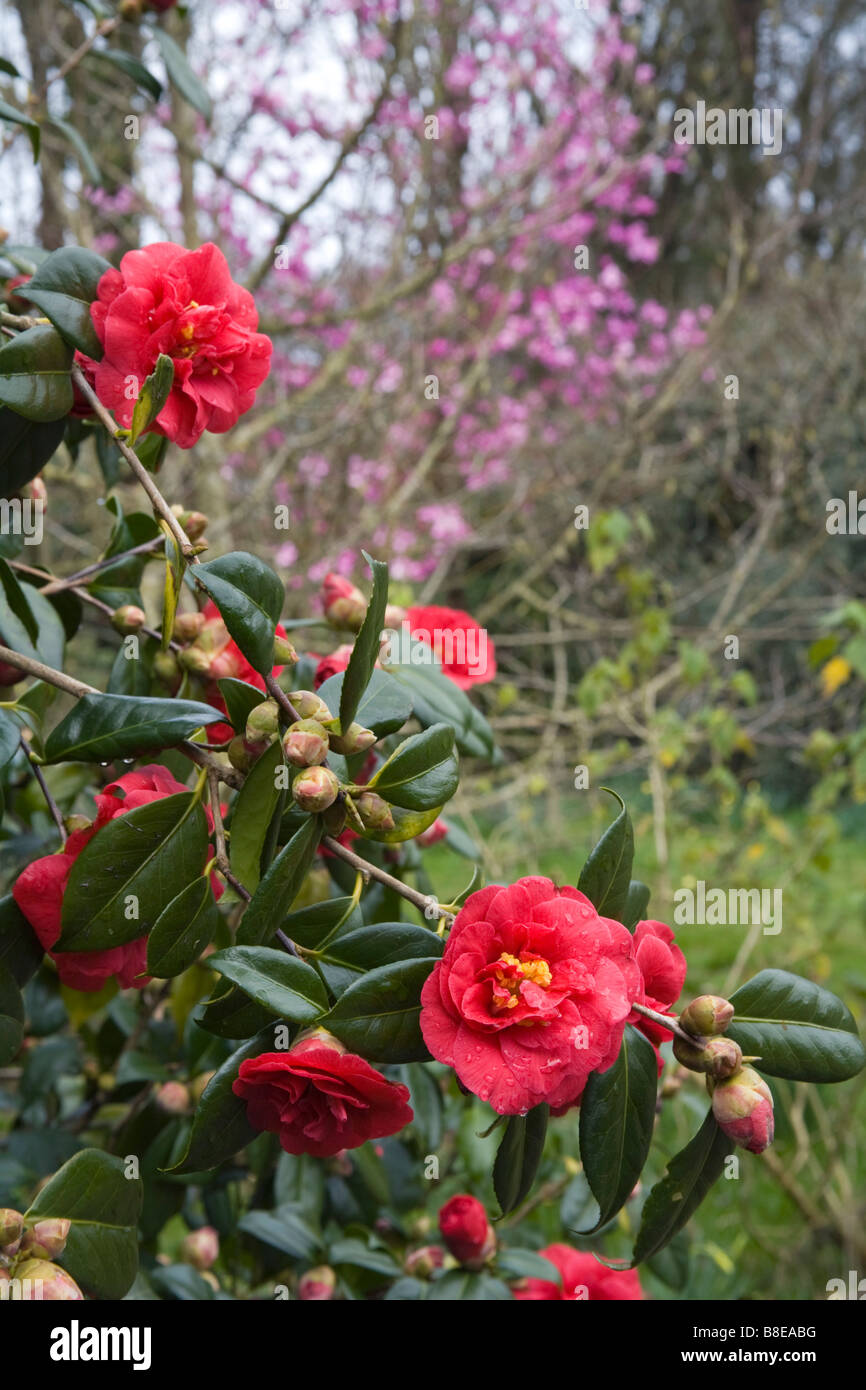 camellia in flower chyverton garden cornwall Stock Photo
