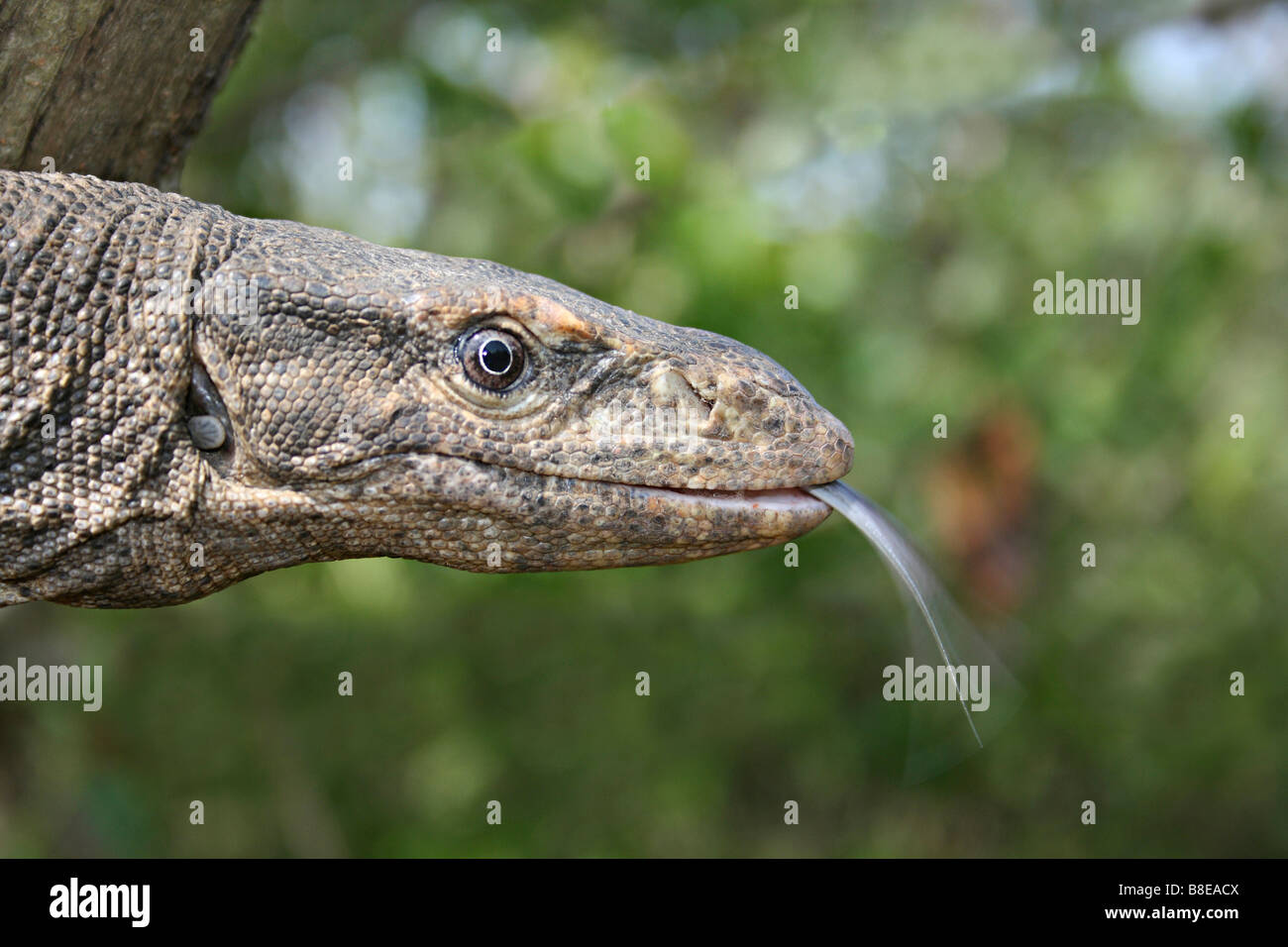 Ghorpad hi-res stock photography and images - Alamy Ghorpad hi-res stock photography and images - Alamy