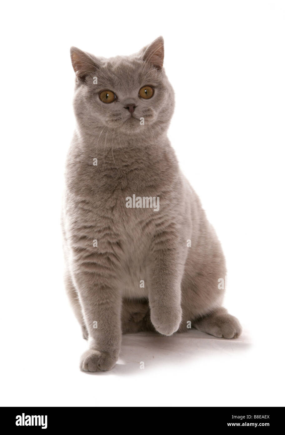 British Shorthair Lilac Adult Cat Sitting Portrait Studio Stock