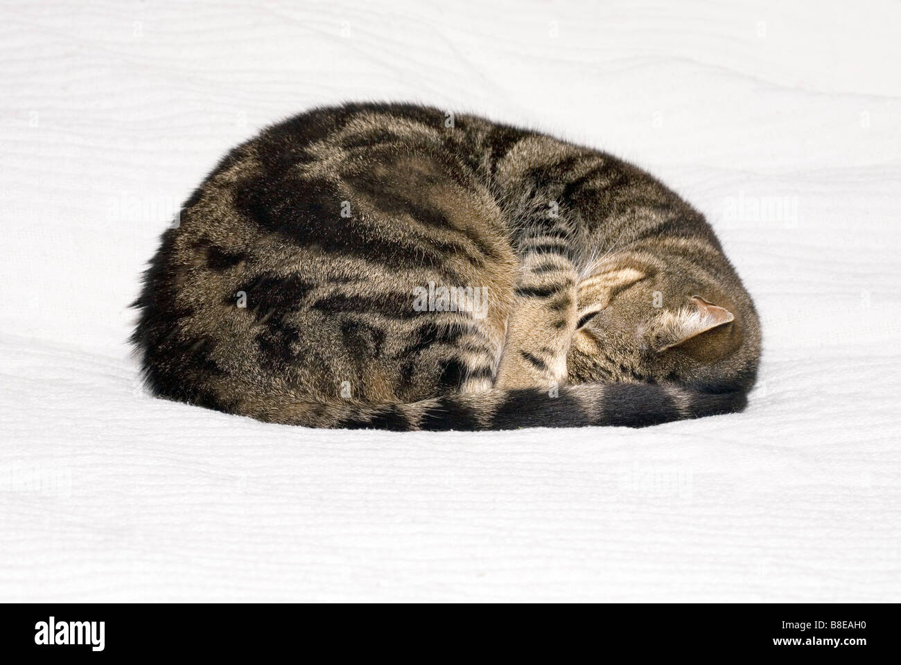 Tabby Cat sleeping curled up Stock Photo