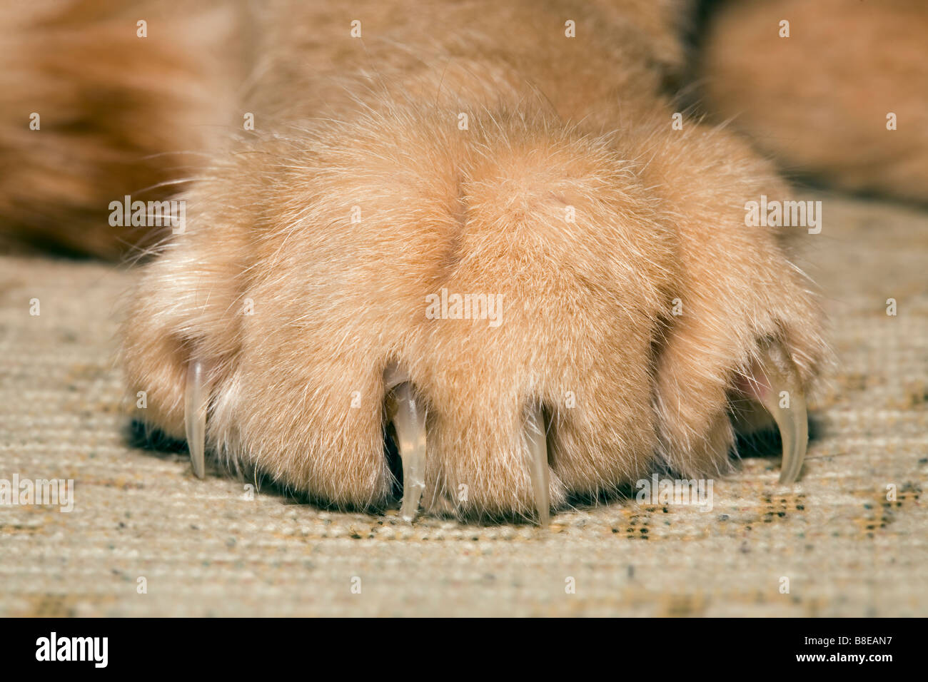 Cats paw and claws Stock Photo