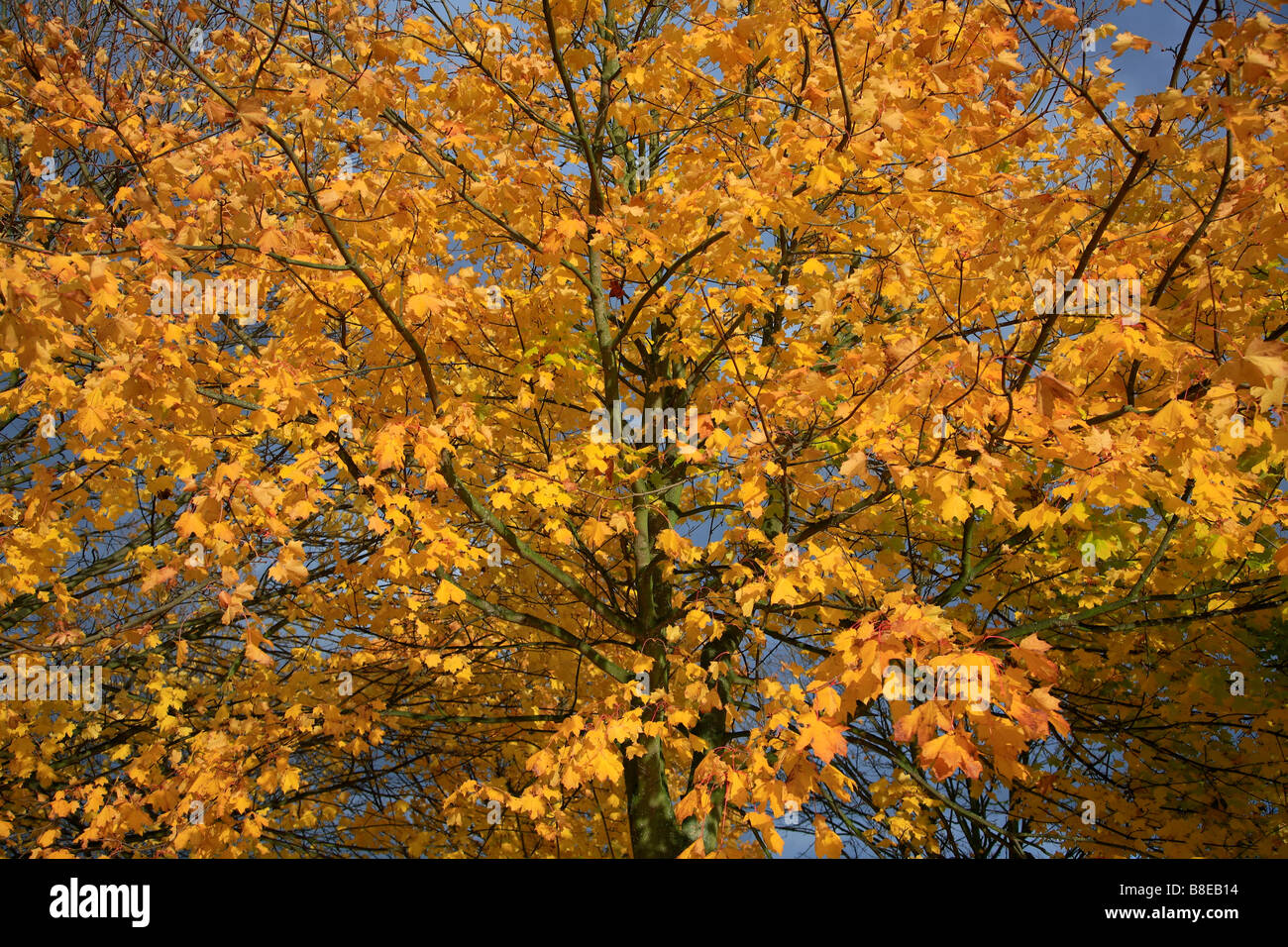 Landscape of Maple Tree in Golden Autumn Colours English Woodland Sherwood Forest Nottinghamshire County England Britain UK Stock Photo
