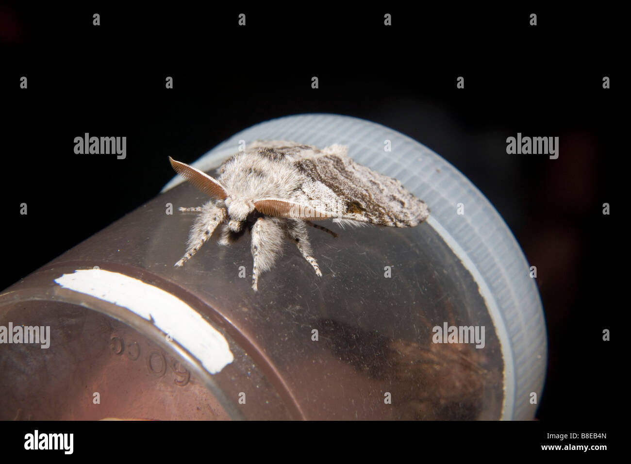 peppered moth Biston betularia on container moth night 2008 Stock Photo Alamy