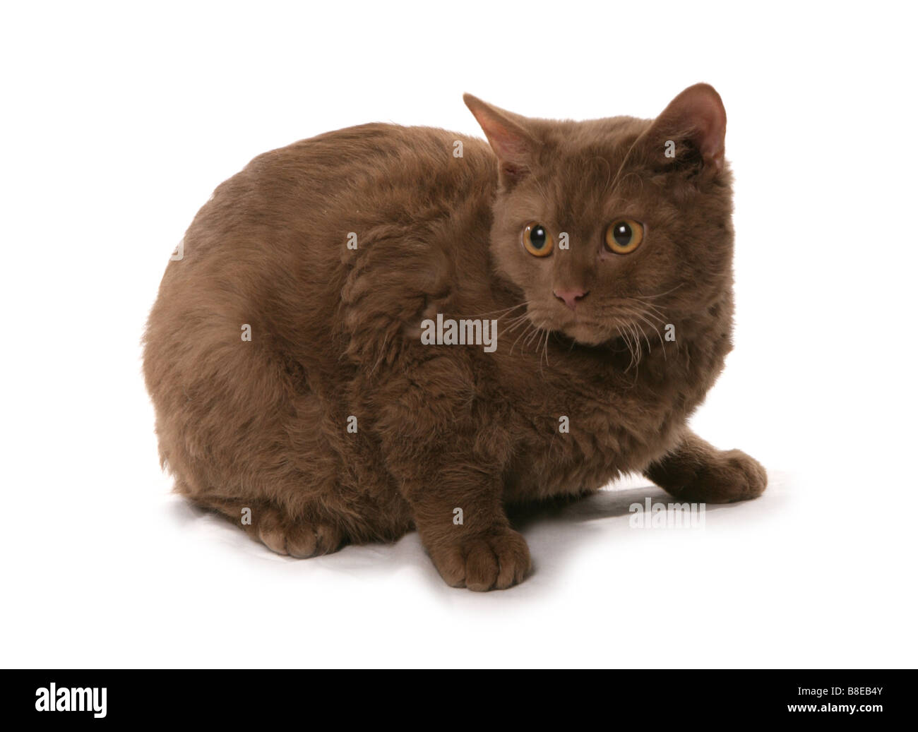 Cinnamon Short Hair Selkirk Rex Cat Laying Studio Stock Photo Alamy