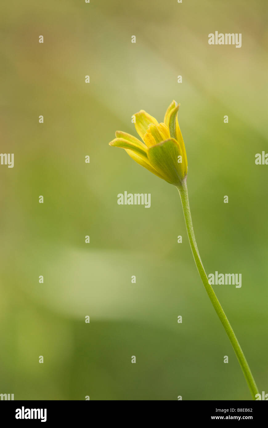 Yellow star of Bethlehem Gagea lutea Cleghorn Glen Clyde valley