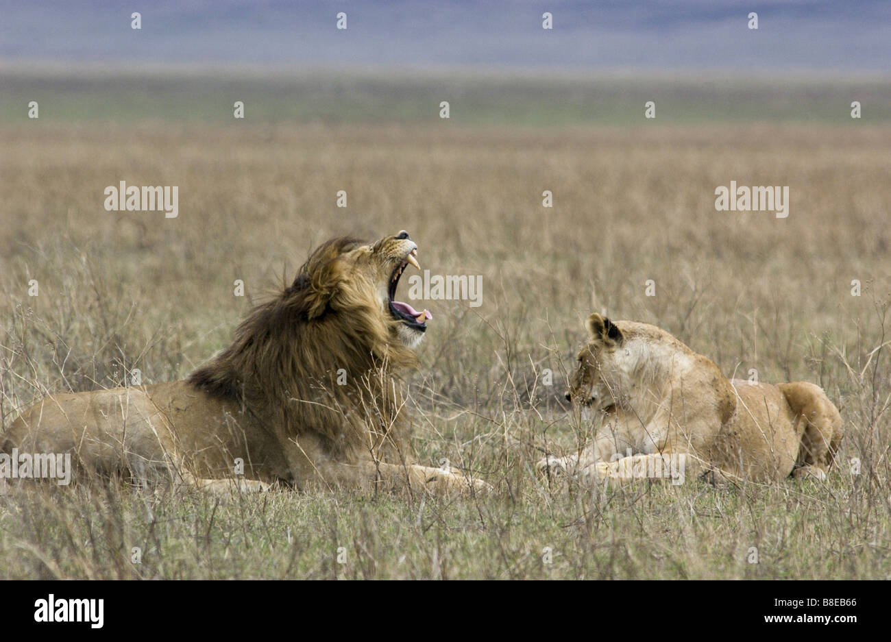Lions fighting mateing Stock Photo