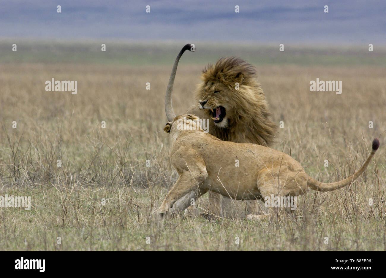 Lions fighting mating Stock Photo