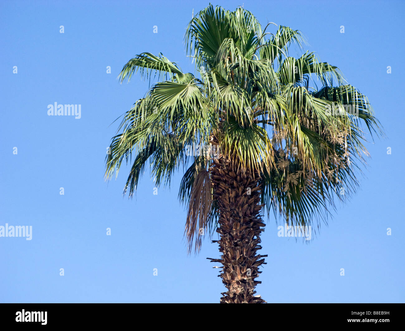A Palm tree in Egypt Stock Photo Alamy