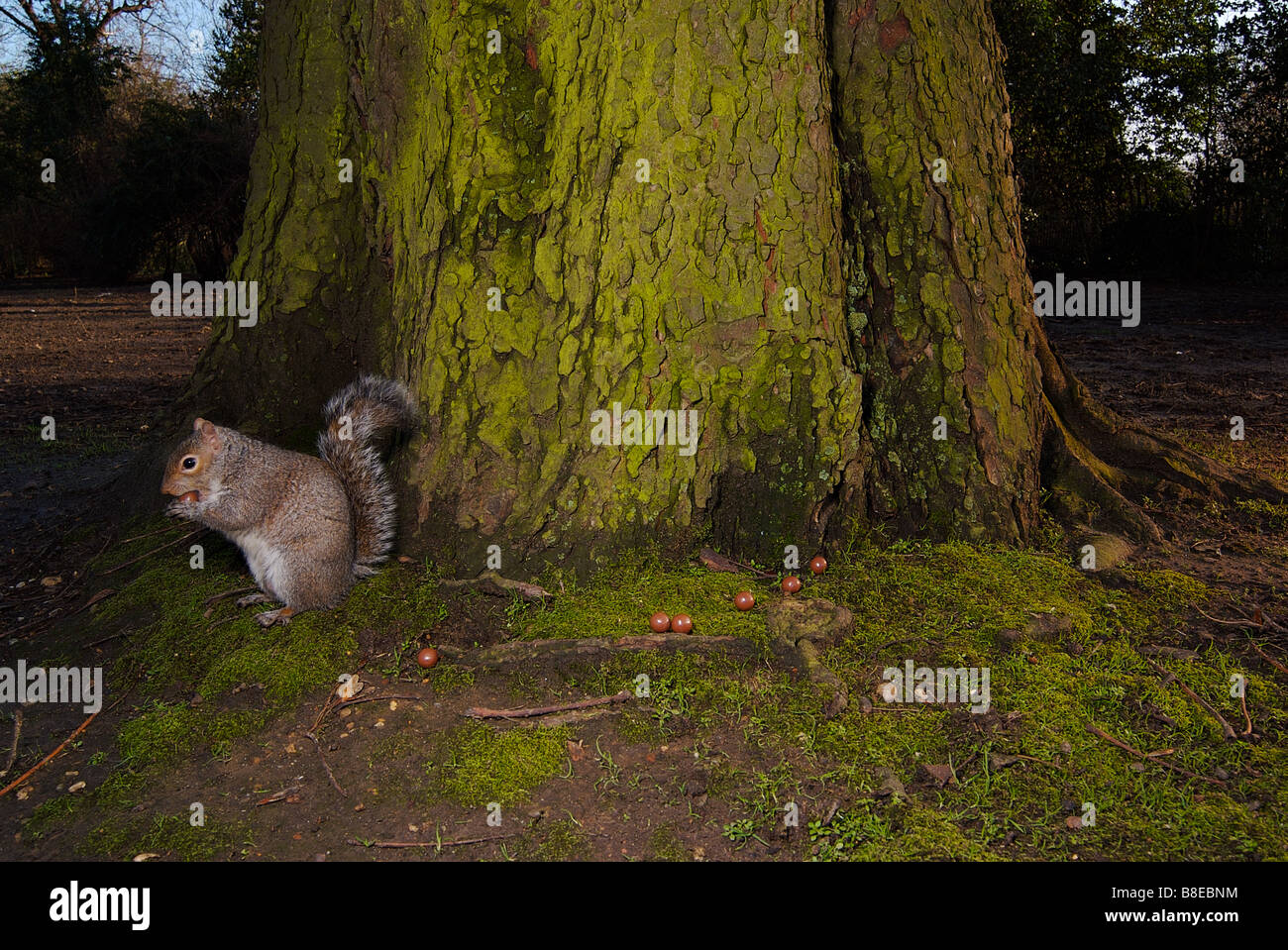 Squirrel eating chocolate Stock Photo Alamy