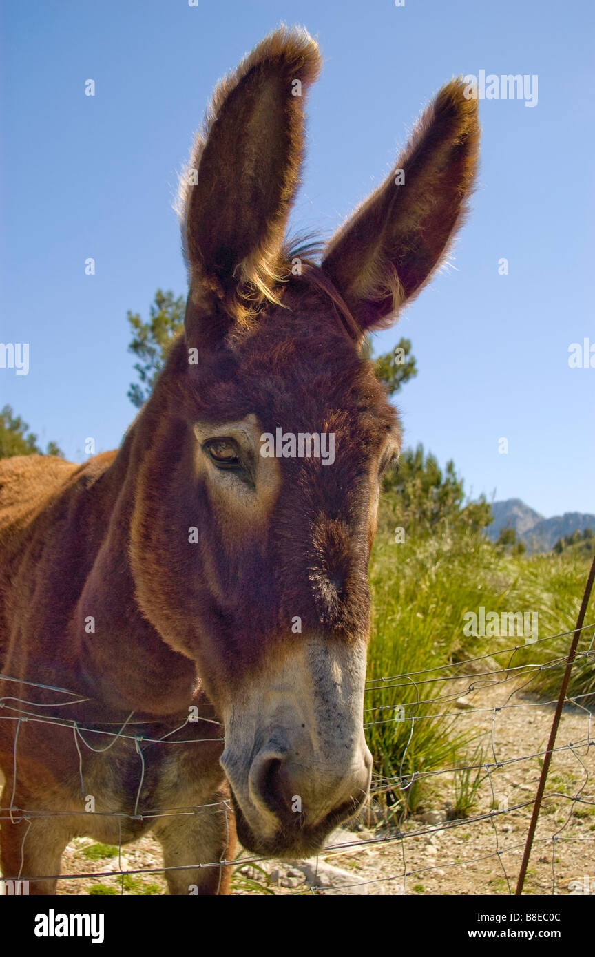 Majorcan donkey, Mallorca, Spain Stock Photo Alamy