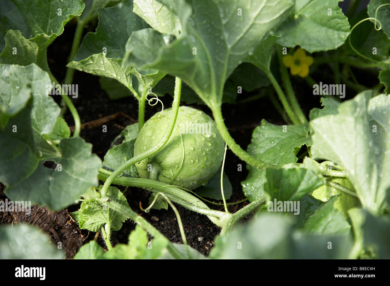 Melon growing hires stock photography and images Alamy
