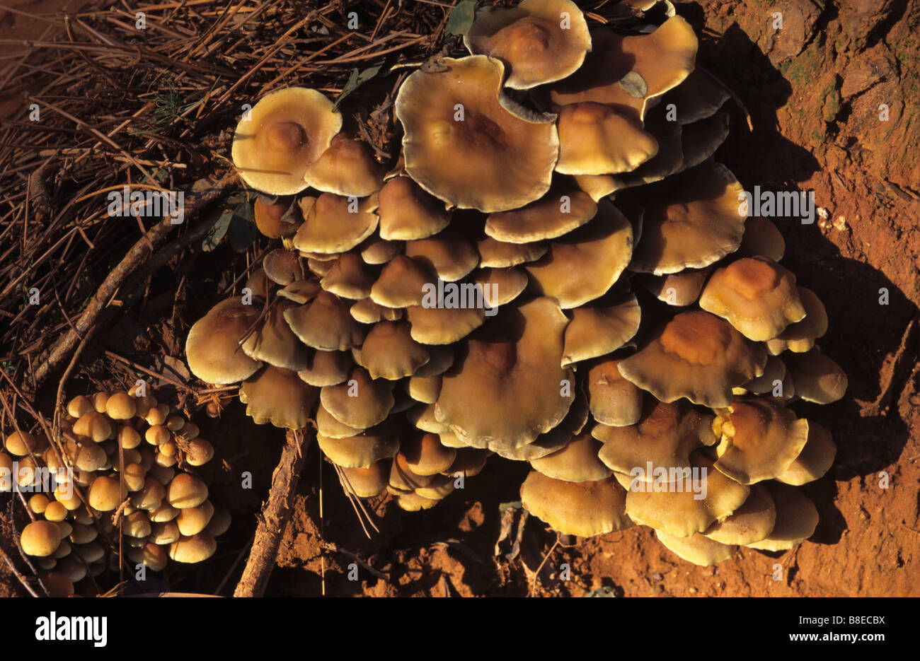 Toxic or Poisonous Fungi or Mushrooms, Inocybe langinella Stock Photo