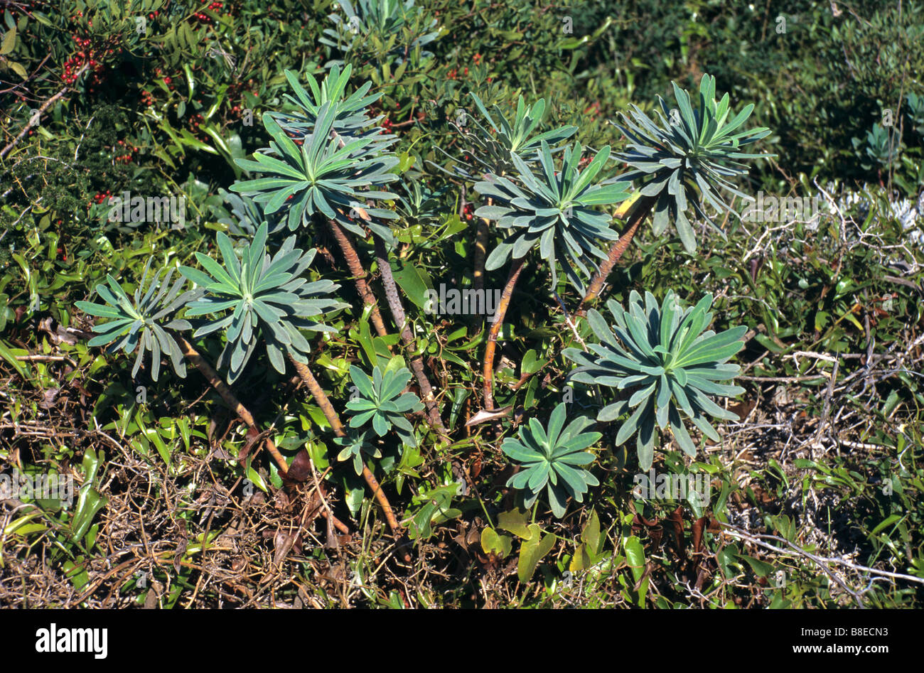 Large Mediterranean Spurge, Euphorbia characias, Succulent Plant, Provence, France Stock Photo